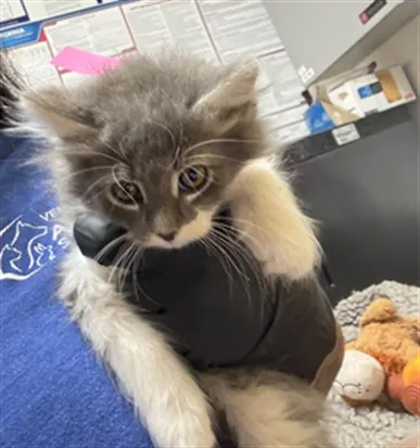 Adoptable Cat