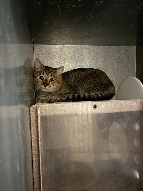 Adoptable Cat