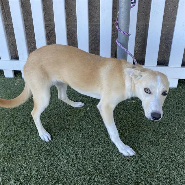 Adoptable Dog