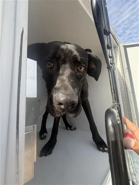 Adoptable Dog