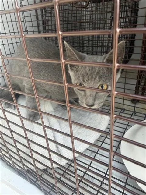 Adoptable Cat