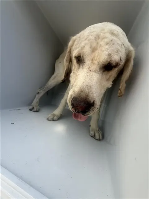 Adoptable Dog