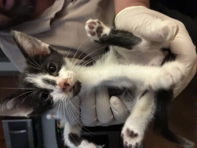 Adoptable Cat
