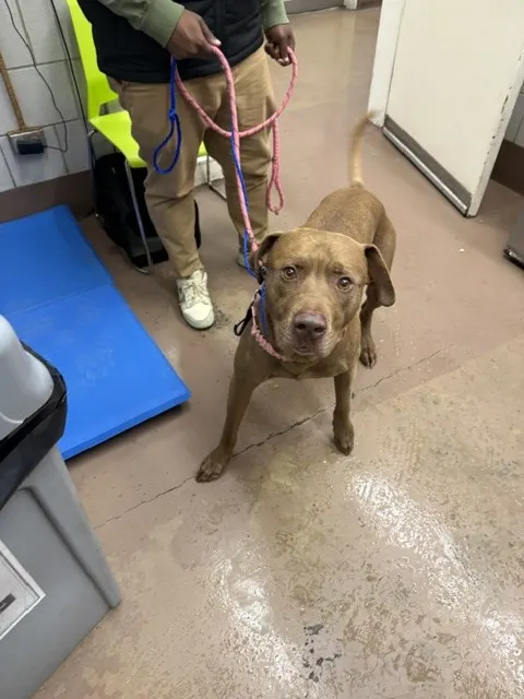 Adoptable Dog