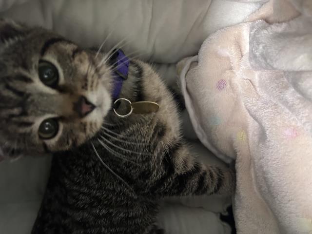 Adoptable Cat