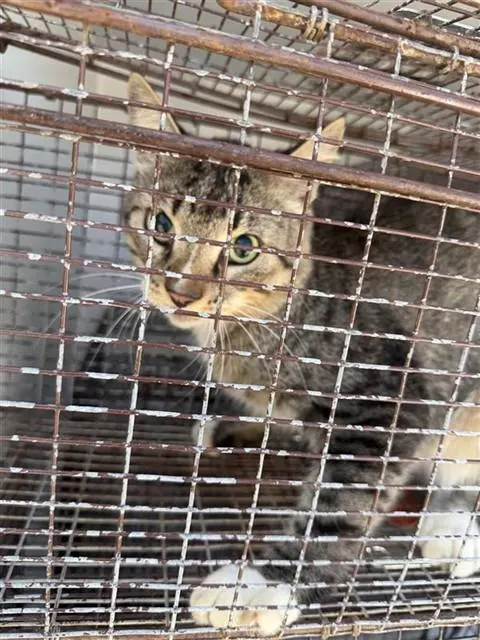 Adoptable Cat
