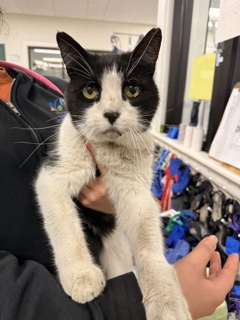 Adoptable Cat