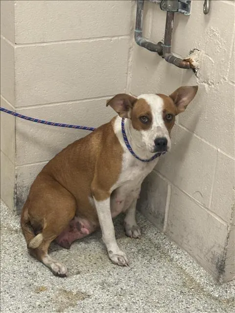 Adoptable Dog