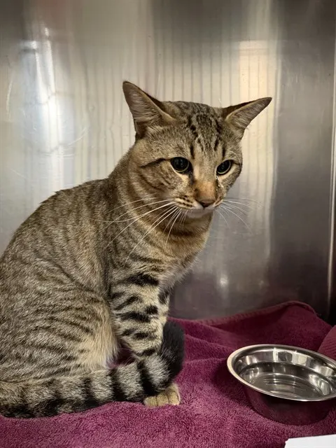 Adoptable Cat