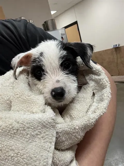 Chloe