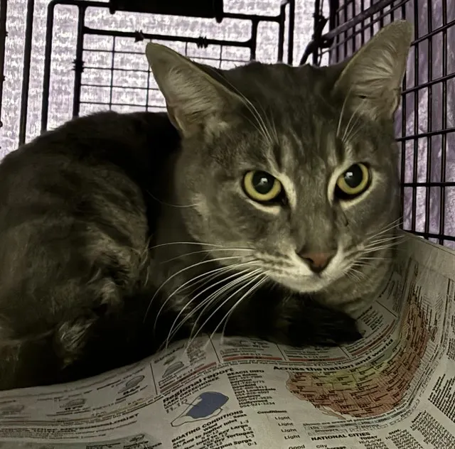 Adoptable Cat