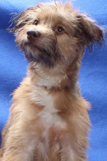 Peanut