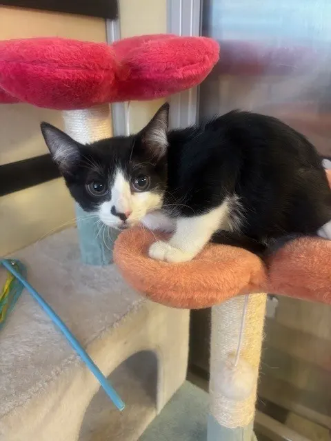 Adoptable Cat