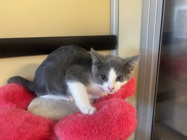 Adoptable Cat