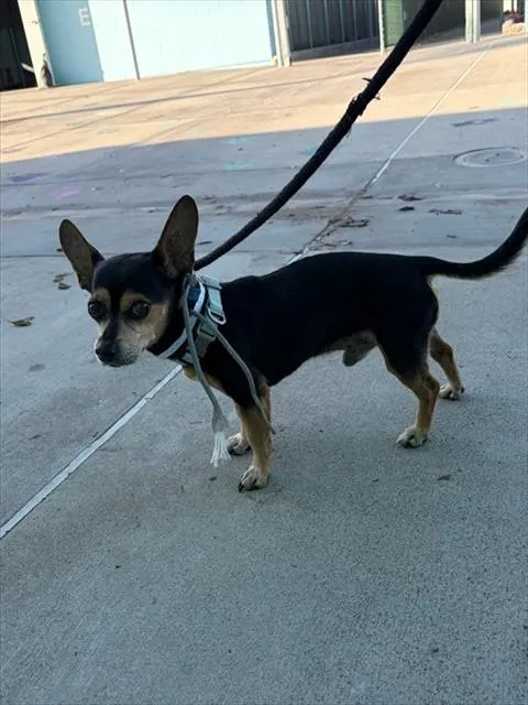 Adoptable Dog