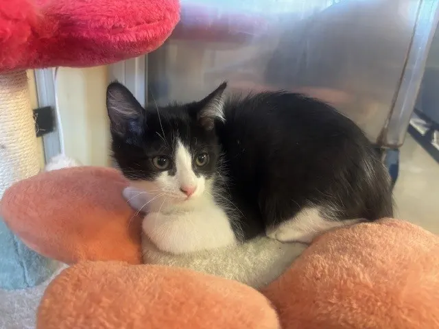 Adoptable Cat