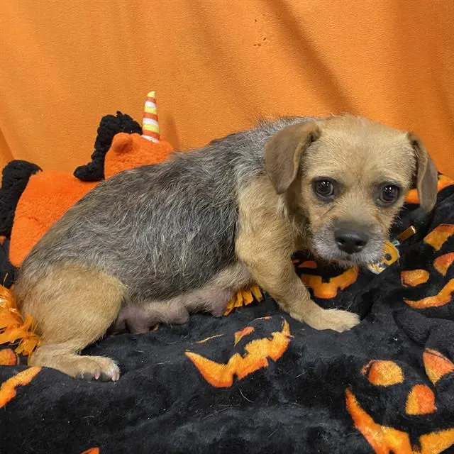 Adoptable Dog