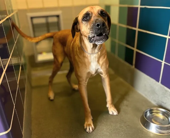 Adoptable Dog