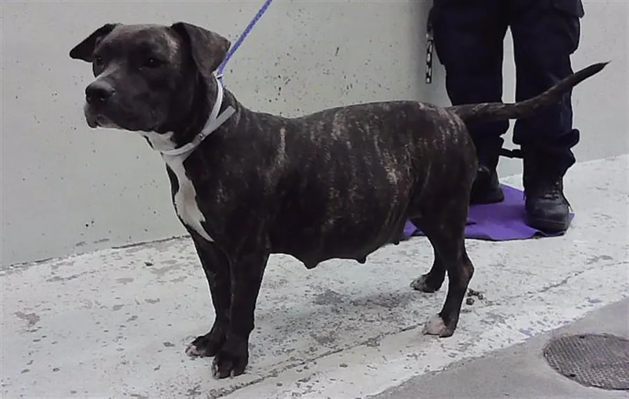 Adoptable Dog