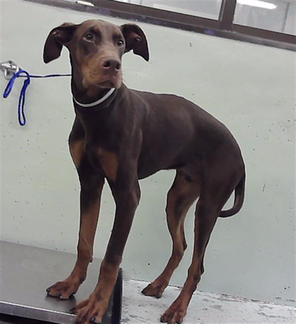 Adoptable Dog