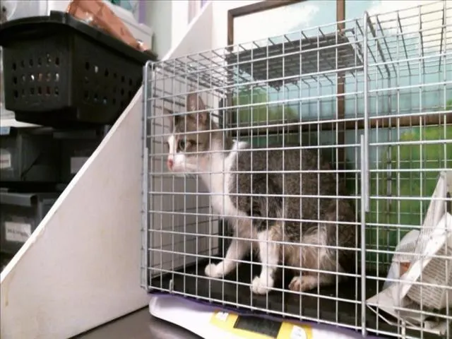 Adoptable Cat