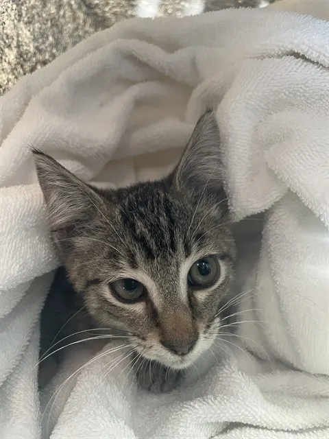 Adoptable Cat