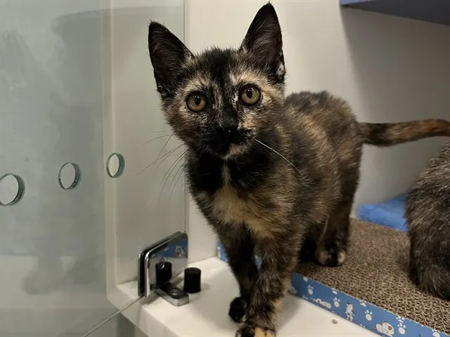 Kiki