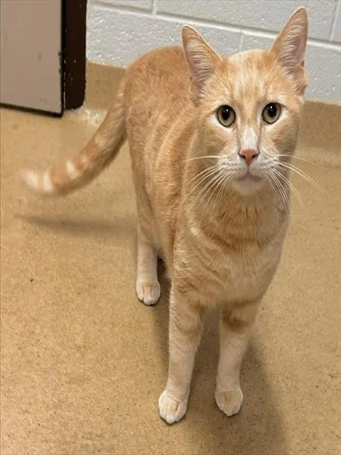 Simba