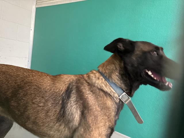 Adoptable Dog