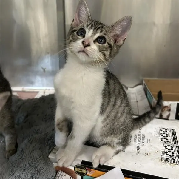 Adoptable Cat