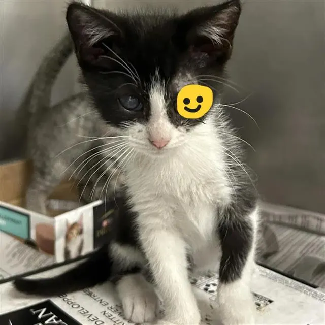 Adoptable Cat