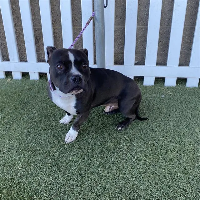 Adoptable Dog