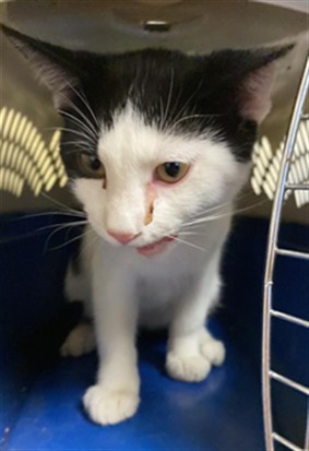 Adoptable Cat