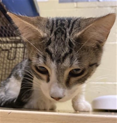 Adoptable Cat