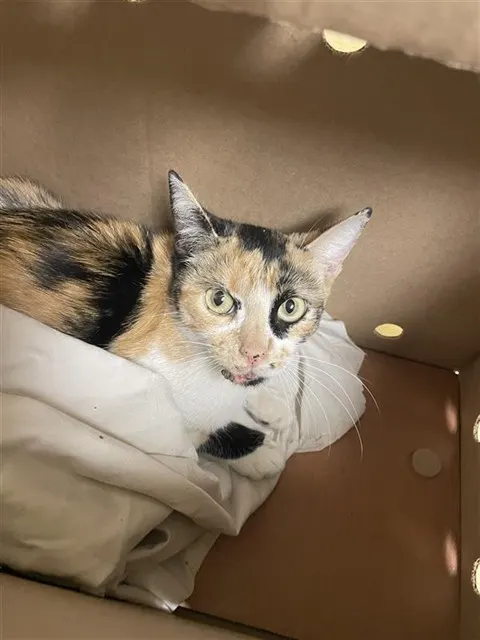 Adoptable Cat
