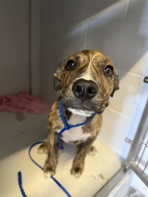 Adoptable Dog