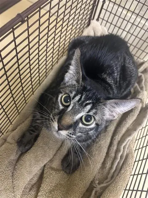 Adoptable Cat