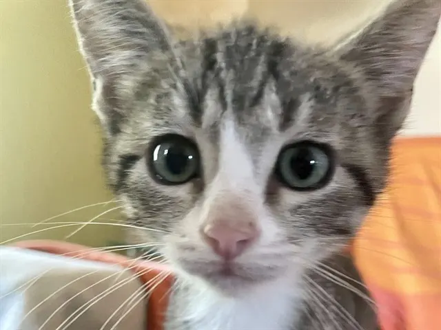 Simon