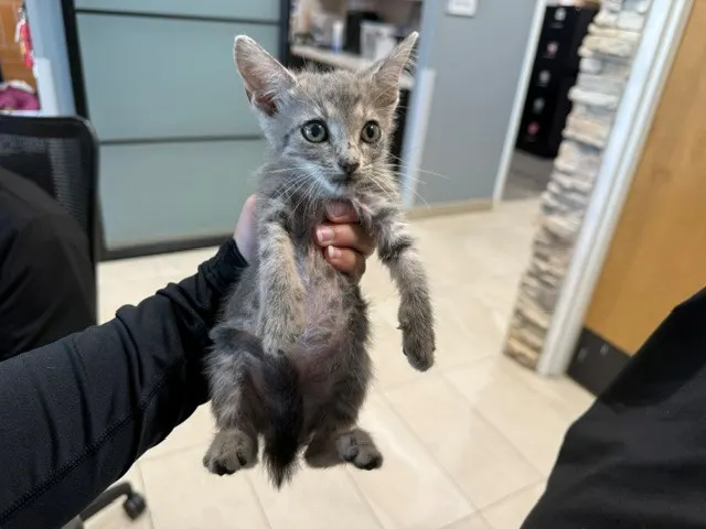 Mo