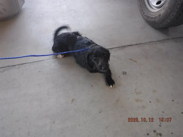 Suzi