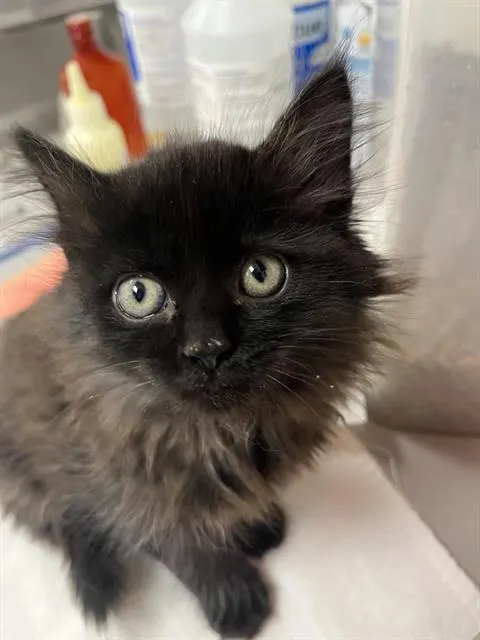 Pawtricia