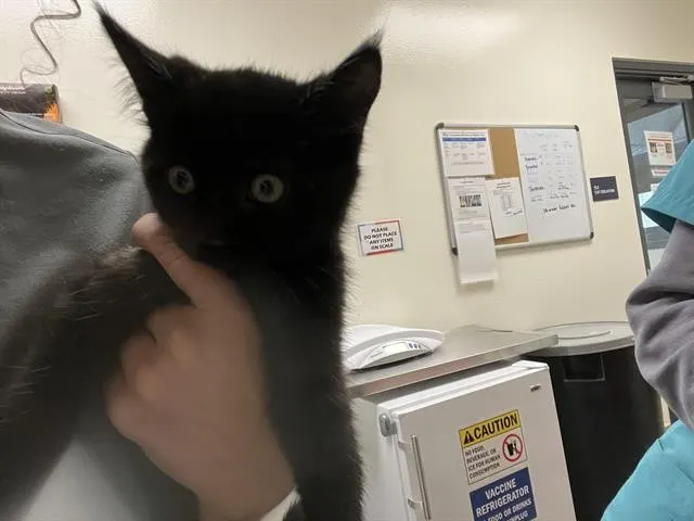 M.Meowers