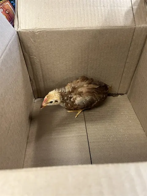 Adoptable Bird