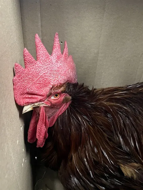 Adoptable Bird