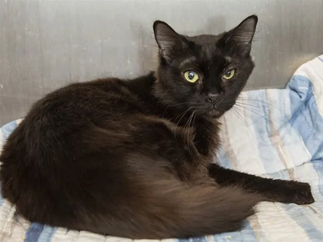 Belladonna