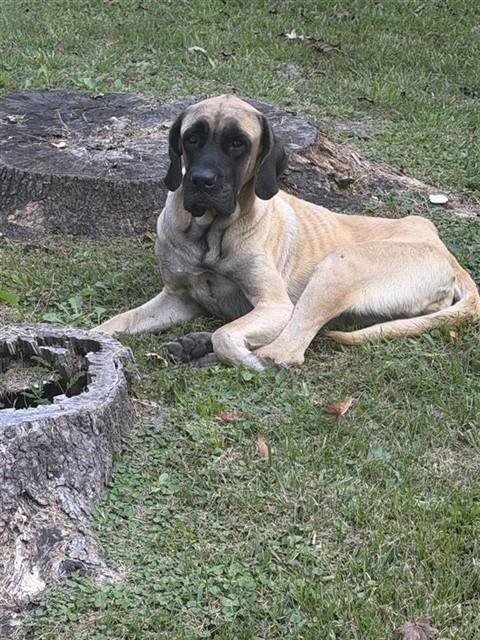 Adoptable Dog