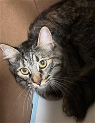 Adoptable Cat