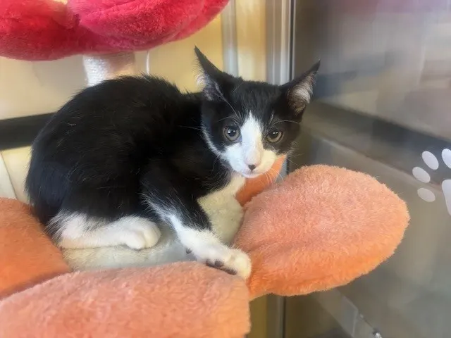 Adoptable Cat