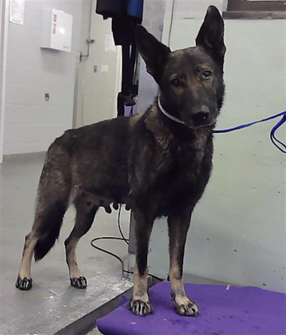 Adoptable Dog