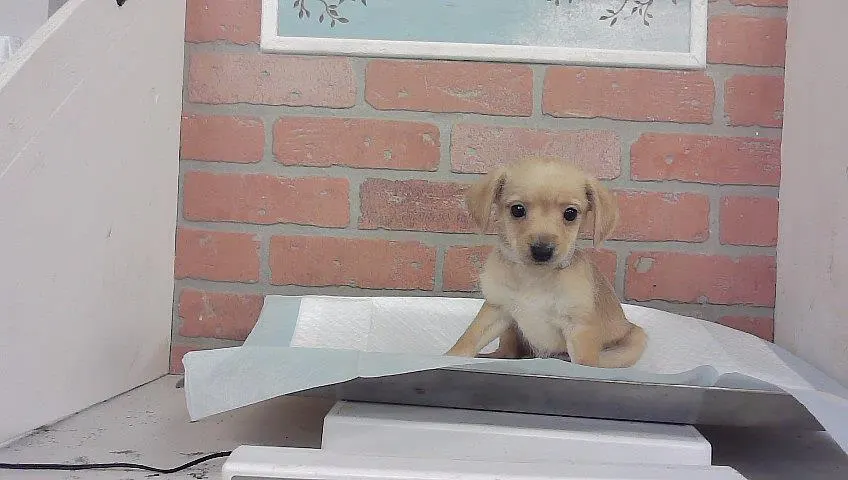 Adoptable Dog